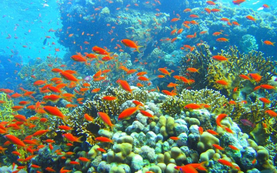reef-min reef-min
